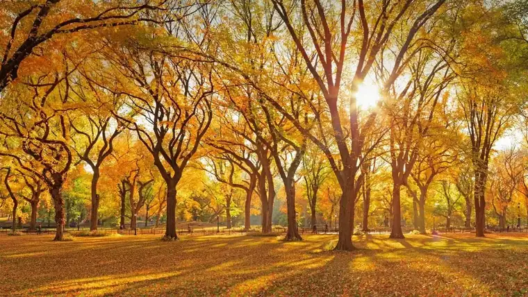 Golden autumn light through the elm trees of Central Park, New York